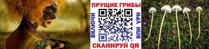 Галлюциногенные грибы Psilocybe Нерюнгри